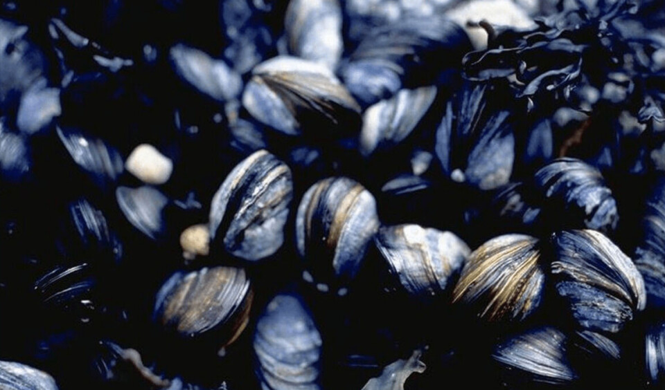 Illustrasjonsbilde av blåskjellanlegg. Foto: HI