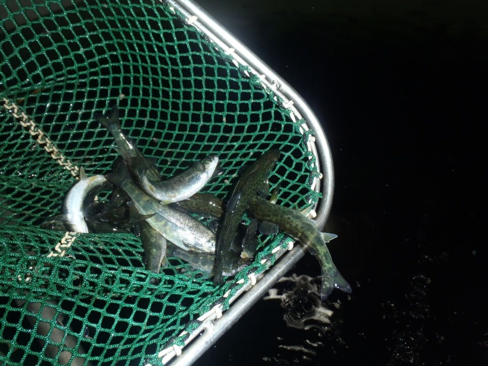 Akvafarm mistet onsdag 18 mai rundt 50.000 smolt. Foto: Akvafarm Akvafarm mistet onsdag 18 mai rundt 50.000 smolt. Foto: Akvafarm