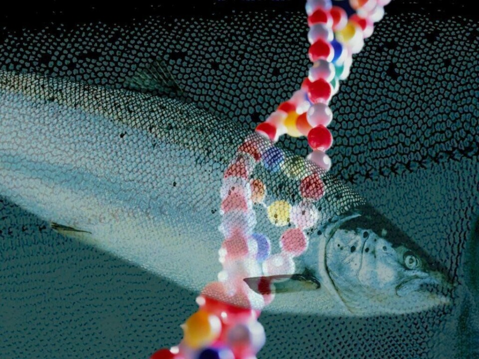 NMBUs SalmoGEN - Centre for Salmonid Genome Biology er fremdeles med i kampen om en SFF.