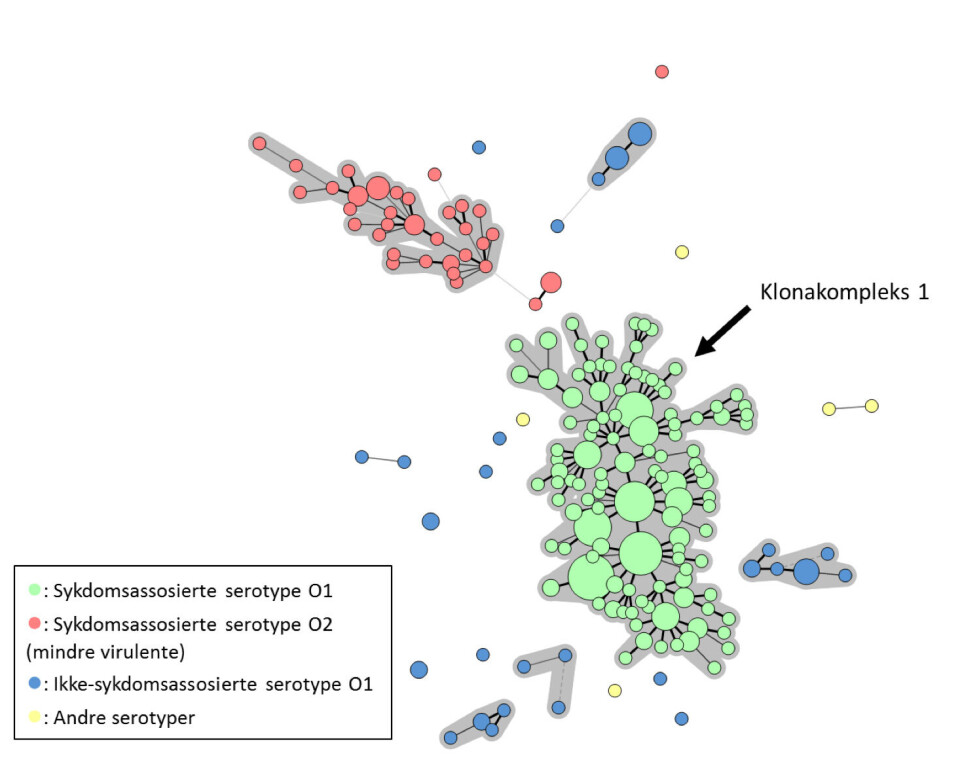 Figur 4. ‘Minimum Spanning Tree’ etter MLVA analyse av norske Yersinia ruckeri-isolater.