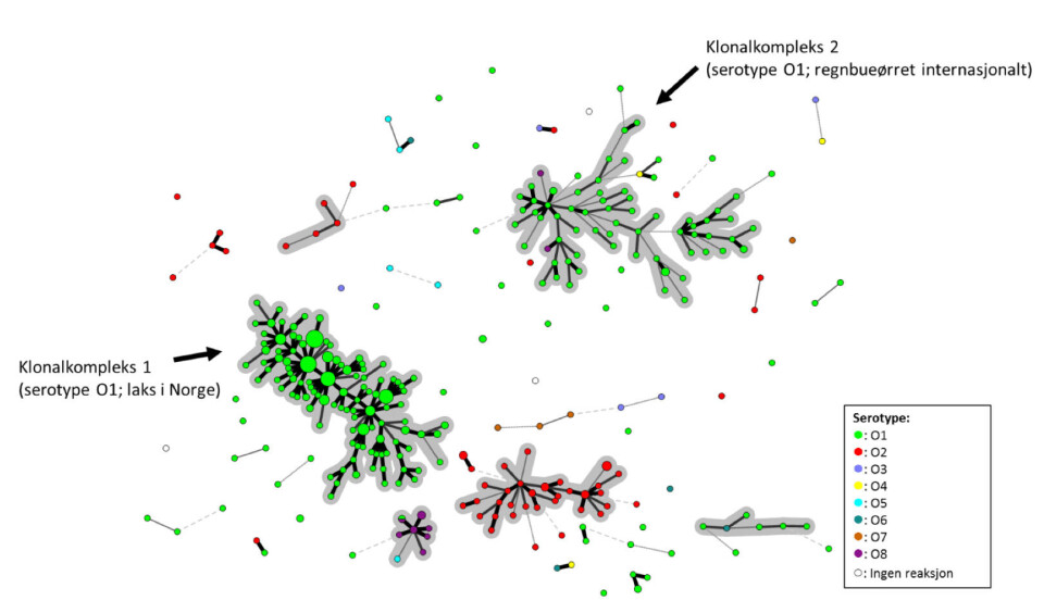 Figur 5. ‘Minimum Spanning Tree’ etter MLVA analyse av internasjonale Yersinia ruckeri-isolater.