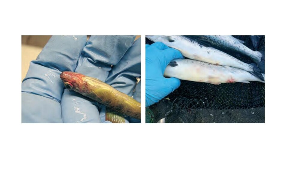 Yersiniose i settefiskanlegg og i sjø. Foto: Per Anton Sæther, Marin helse og Berit Seljestokken, Grieg Seafood. Fra Veterinærinstituttets Fiskehelsrapport for 2017.