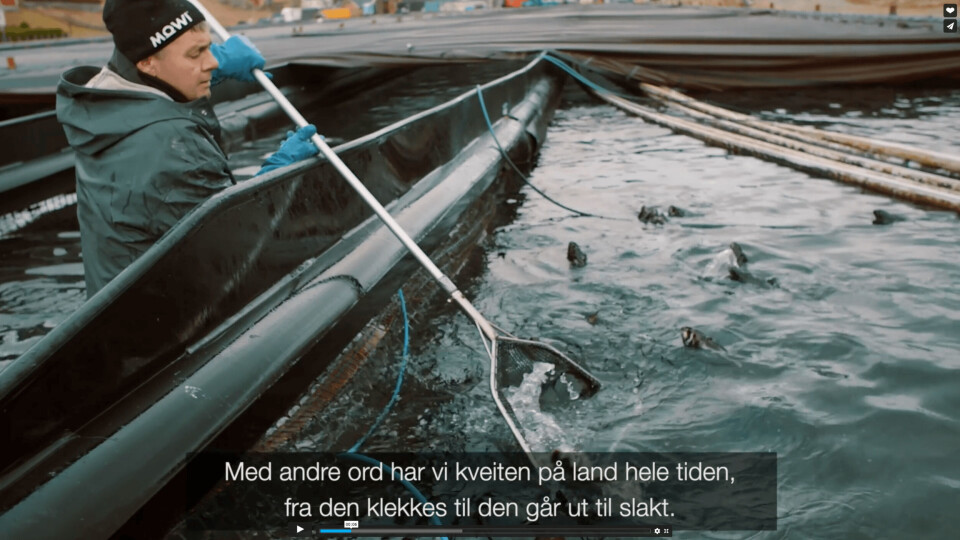 Norsk oppdrettsnæring handler om mer enn laks. Kveite er en svært verdifull og ettertraktet matfisk, og er en krevende art å drive oppdrett på.