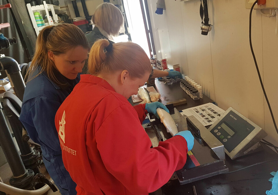 Forsker Kristine Gismervik (Veterinærinstituttet) og stipendiat Lene Moltumyr (Havforskningsinstituttet) sjekker laksen for ytre skader etter behandling. I bakgrunnen utfører patolog Cecilie Walde (Veterinærinstituttet) full obduksjon av fisken med uttak av prøver til histopatologiske undersøkelser. Forsker Kristine Gismervik (Veterinærinstituttet) og stipendiat Lene Moltumyr (Havforskningsinstituttet) sjekker laksen for ytre skader etter behandling. I bakgrunnen utfører patolog Cecilie Walde (Veterinærinstituttet) full obduksjon av fisken med uttak av prøver til histopatologiske undersøkelser.