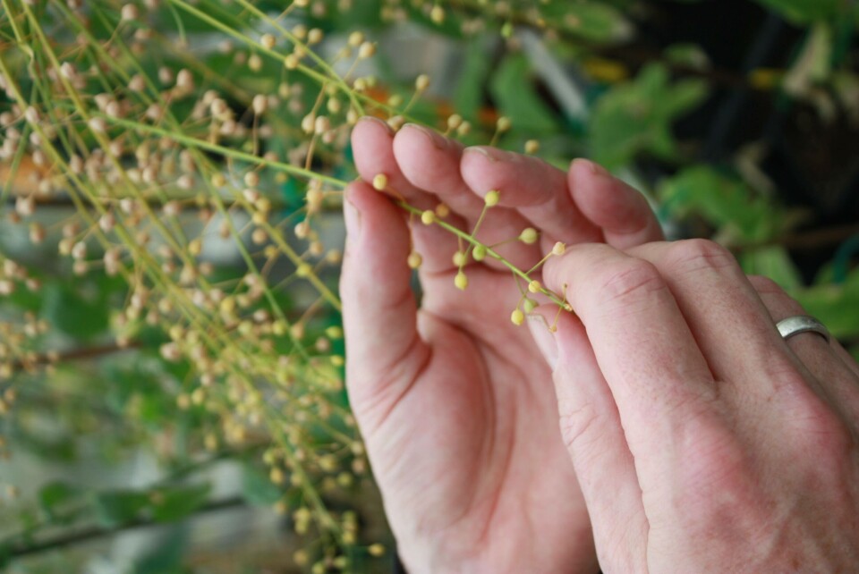 Camelina-plante fra Rothamsted Research, rett nord for London. Foto: Rob Fletcher. Camelina-plante fra Rothamsted Research, rett nord for London. Foto: Rob Fletcher.