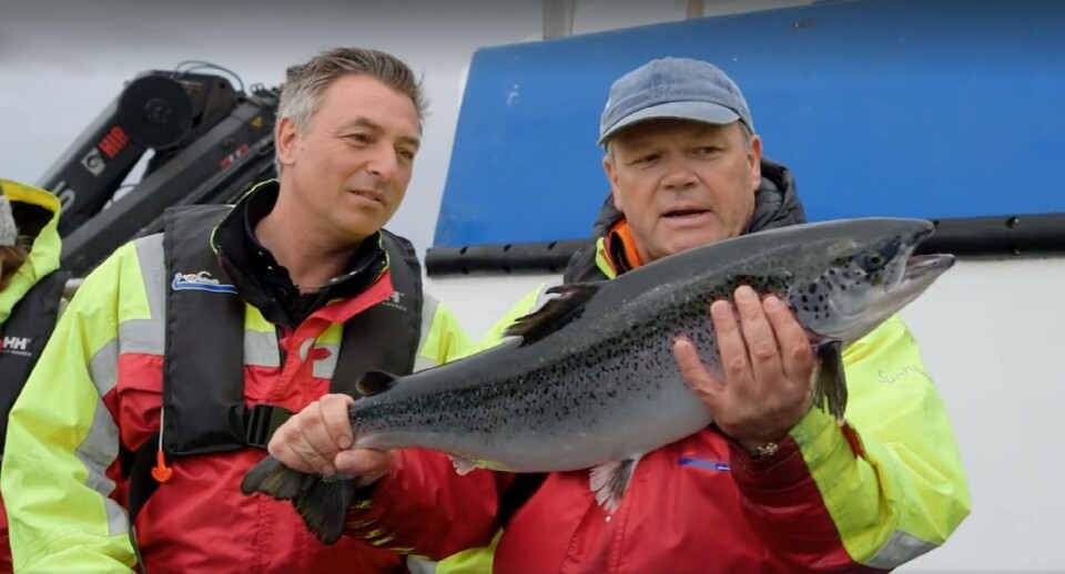 Tareq Taylor på merdkanten hos Steinvik Fiskefarm sammen med Alex Vassbotten. Foto: Skjermdump fra Nordic Cookery Tareq Taylor på merdkanten hos Steinvik Fiskefarm sammen med Alex Vassbotten. Foto: Skjermdump fra Nordic Cookery