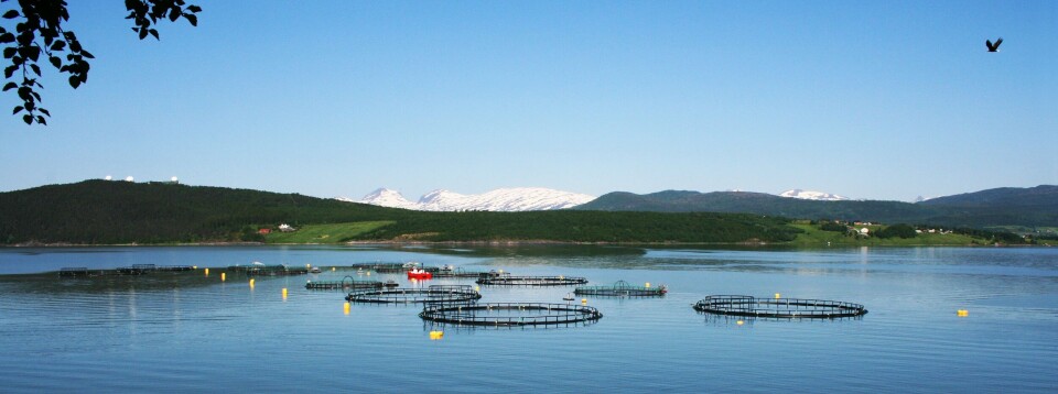 Wenbergs lokalitet Leivsethamran i Skjerstadfjorden i Fauske kommune. Foto: Bård Selfors