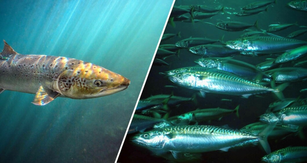 Illustrasjon: Villaks, sild og makrell er alle pelagiske fiskar - dei jaktar mat i dei frie vannmassane.  Fotograf: Audun Rikardsen / UiT (villaks) og Erling Svensen / Havforskningsinstituttet (makrell)
