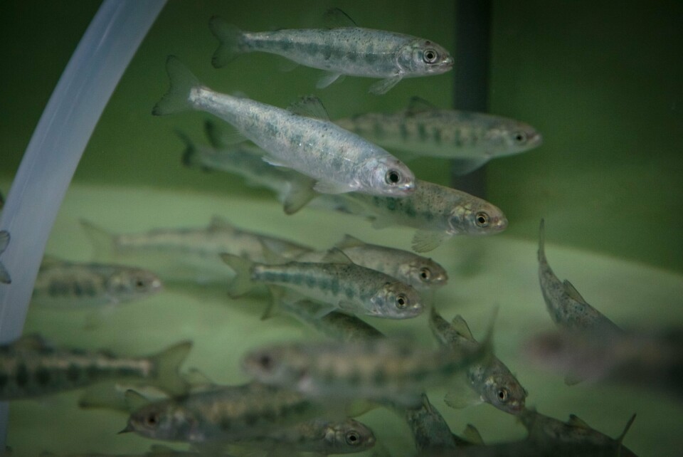 Fisken vert halden i kar på laboratoriumet. Foto: Erlend Astad Lorentzen