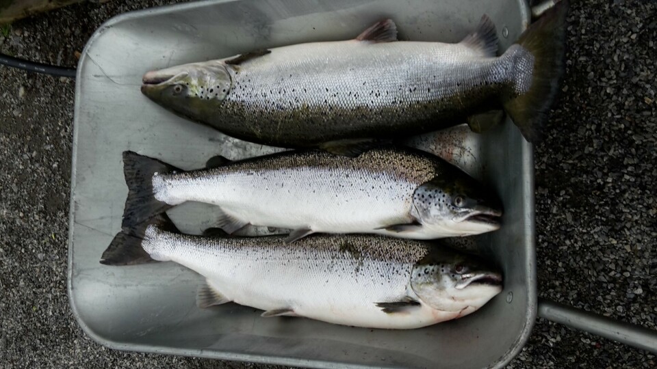 Laksefellen i Etneelva fanger rømlinger på løpende bånd