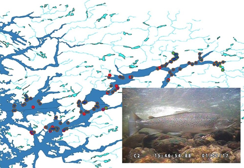 Kart som viser alle lyttebøyer i SALT2020 og registreringer så langt i Hardangerfjorden, der deteksjoner av ørret (grønn prikk) og laks (blå prikk) er angitt. Rød sirkel er punkt for innsamling av vertikalprofiler for salinitet og temperatur. Fisken er en sjøørret med estimert kroppslengde på ca. 85 cm som vandrer opp i Granvinvassdraget den 1. juli 2017. Kart som viser alle lyttebøyer i SALT2020 og registreringer så langt i Hardangerfjorden, der deteksjoner av ørret (grønn prikk) og laks (blå prikk) er angitt. Rød sirkel er punkt for innsamling av vertikalprofiler for salinitet og temperatur. Fisken er en sjøørret med estimert kroppslengde på ca. 85 cm som vandrer opp i Granvinvassdraget den 1. juli 2017.