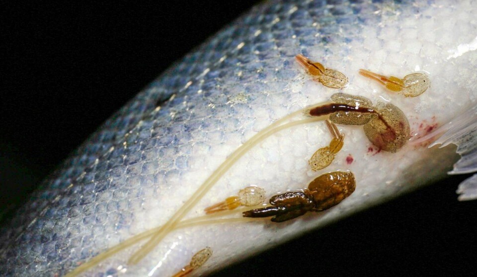 Lakselus er en av de største truslene mot villaks. På bildet kan du se ulike stadier av lus, blant annet voksne hunnlus med lange eggstrenger. Ser du nøye etter kan du se at fisken har fått skader på huden. Fotograf: Rune Nilsen / Havforskningsinstituttet