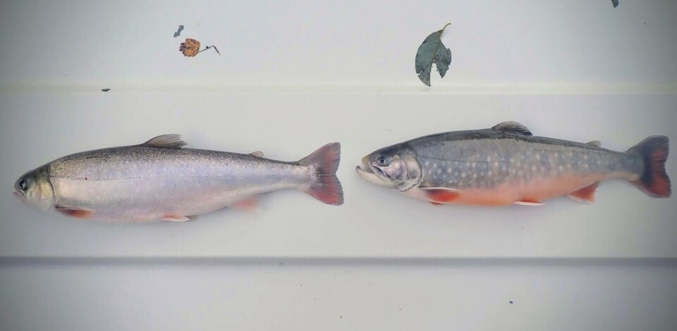 Sjørøye som har vært 3 måneder i ferskvann etter et 4 ukers opphold i sjøvann. Fisken til venstre er en umoden fisk, mens fisken til høyre er en kjønnsmoden hannfisk. Foto: Per Gunnar Fjelldal / HI
