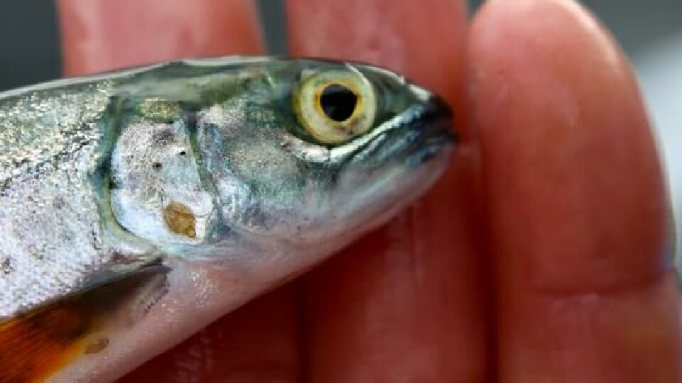 Smolt med lakselus. Foto: Espen Bierud Smolt med lakselus. Foto: Espen Bierud