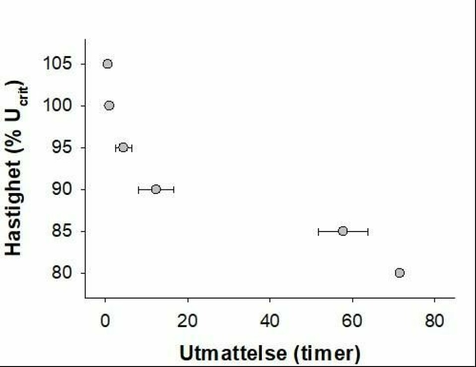 Figuren viser hvor lenge laksen klarer å svømme ved konstante hastigheter basert på én prosent av fiskens kritiske svømmehastighet (Ucrit). Ved høyere hastigheter blir fisken raskere utmattet, men ved 80 prosent Ucrit blir den ikke utmattet.