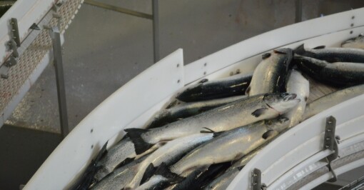 Biomassen til den største fisken ble redusert