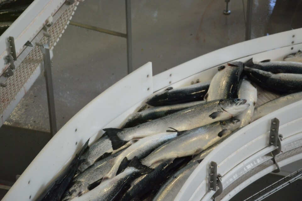 Ifølgje Akvafakta fekk ekportørane ein gjennomsnittleg pris på 47,30 kroner per kilo. Som er en nedgang på 4,67 kroner. Foto: Therese Soltveit Ifølgje Akvafakta fekk ekportørane ein gjennomsnittleg pris på 47,30 kroner per kilo. Som er en nedgang på 4,67 kroner. Foto: Therese Soltveit