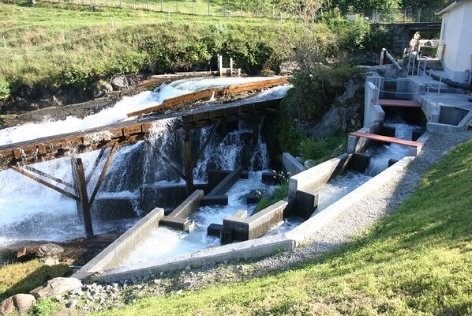 Den nye laksetrappa i Seimsfossen vart offisielt opna laurdag 22. august. Laksetrappa består av 11 betongkammer som laksen og auren kan svømma opp i. Foto: Kåre Eik.