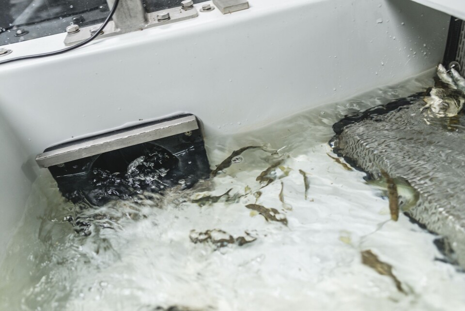 Artec Aqua skal bygge nytt startfôringsavdeling for Ellingsen Seafood I Lofoten. Foto: Artec Aqua Artec Aqua skal bygge nytt startfôringsavdeling for Ellingsen Seafood I Lofoten. Foto: Artec Aqua
