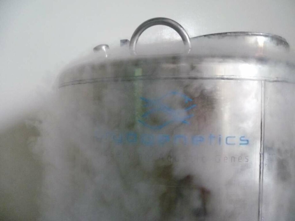 Illustrasjonsfoto: Cryogenetics.