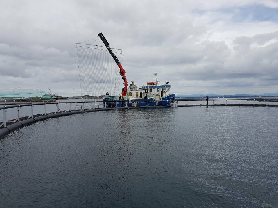 Installering av strømgjerde mot lus. Foto: SFD.