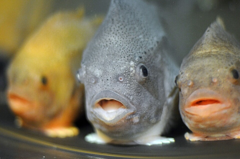 Illustrasjonsfoto av rensefisken rognkjeks. Foto: Pål Mugaas Jensen. Illustrasjonsfoto av rensefisken rognkjeks. Foto: Pål Mugaas Jensen.