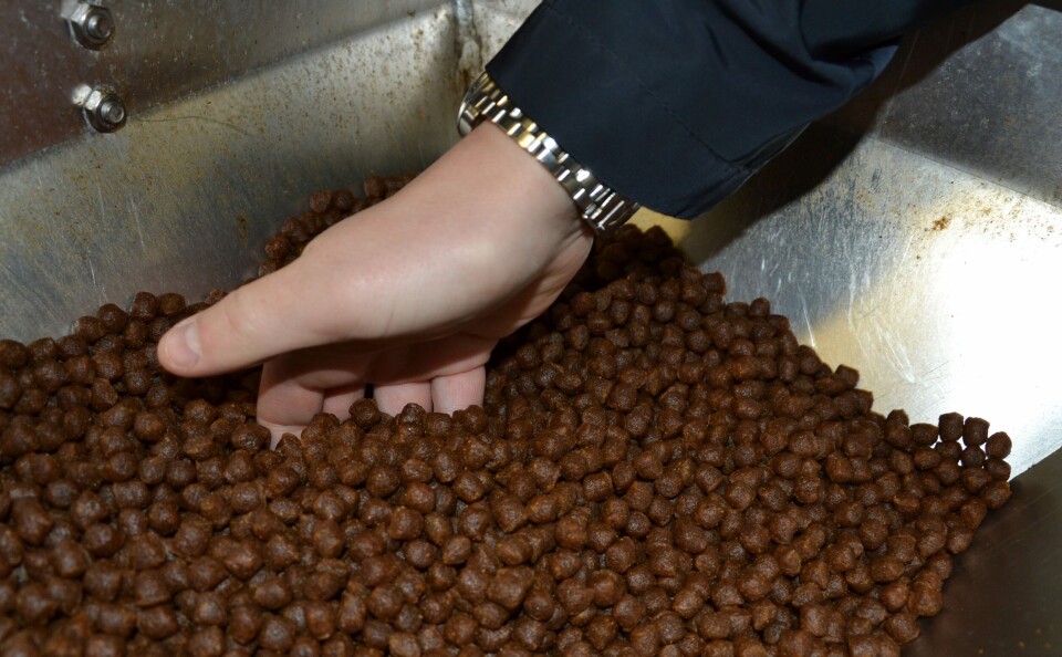 Det nye fôret vil bli produsert i flere ulike pellet- størrelser. Foto: Linn Therese Skår Hosteland.