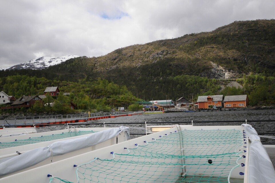 Preline anlegget til Lerøy i Sagen har så langt produsert syv batcher med fisk. Foto: Pål Mugaas Jensen/Kyst.no.