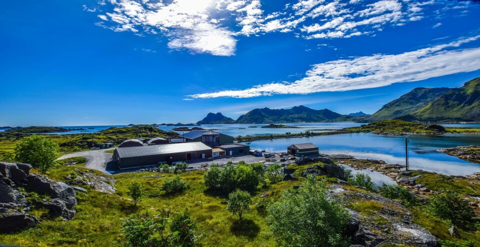 Rognkjeksprodusenten som ligger i Stamsund har i år, som i fjor, en målsetting om å øke produksjonen.Foto: Arctic Cleanerfish AS.