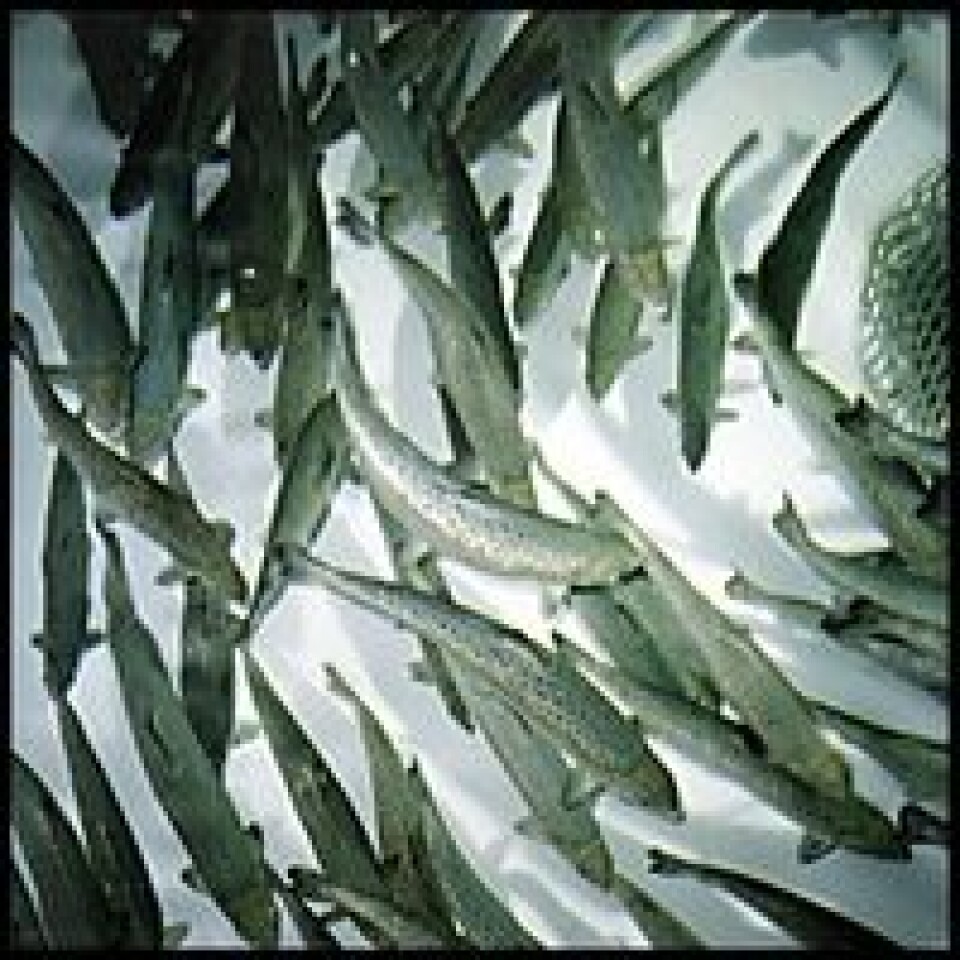 Smolt - settefisk. Foto: Kyst.no