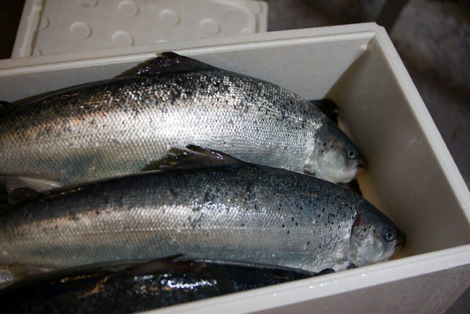 Regjeringen vil ha en strategisk satsning på eksport. Foto: Nova Sea