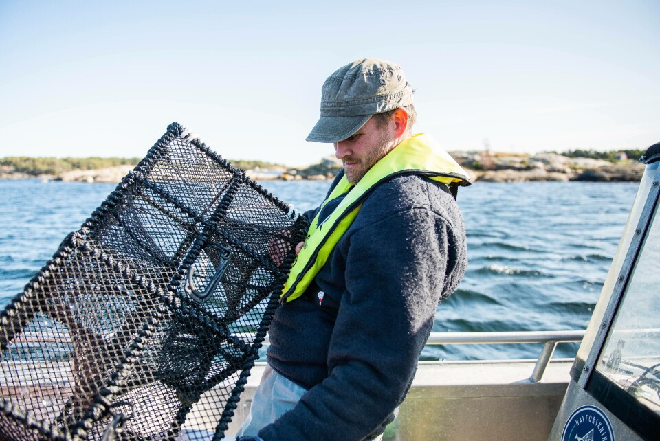 De små fiskene er mest opptatt av å finne skjul. Derfor har forskere funnet ut at leppefiskteiner uten agn fungerer godt til å fange de små fiskene. Foto: Christine Fagerbakke/Havforskningsinstituttet.