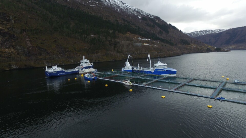 Ved lokaliteten Sandvik i Sørfjorden har Lerøy nå satt ut ørretsmolt som inngår i et såkalt barnehage-prosjekt, der Lerøy ønsker å skjerme smolten mer før den kommer ut i mer utsatt sjø. Foto: Lerøy Seafood Group.