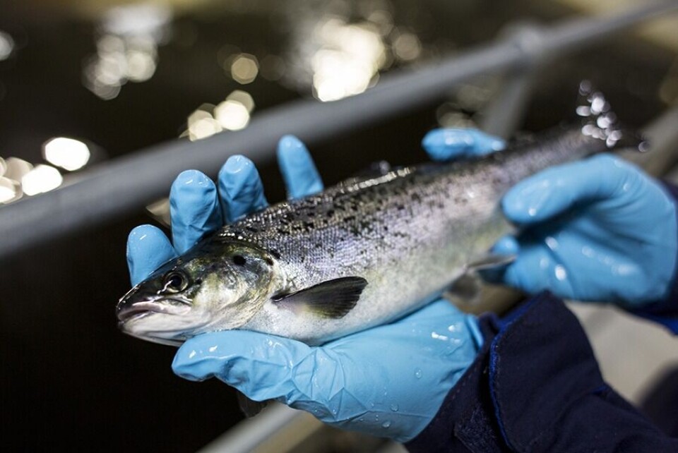 Fossberg Buhaug forteller at snittvekten på smolten har økt gradvis fra år til år. Smolt på bildet er på ca 100 gram. Klikk for større bilde. Foto: Lerøy Midt.