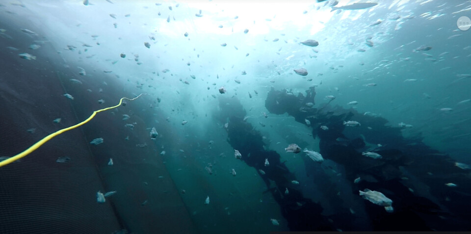 Rognkjeks «klar for innsats» i en av Lerøys anlegg. Fra dette bildet under vann kan du tydelig se rognkjeksen i aksjon rundt rensefisk-skjulene sine. Foto NOS/skjermdump fra video.