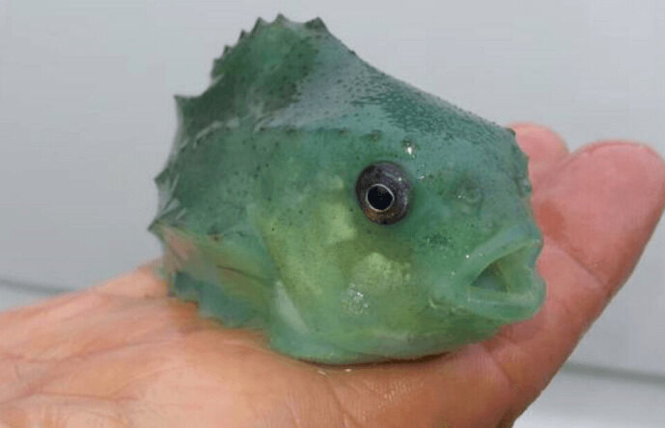 Rognkjeks fra Lerøy. Foto: Andreas Lindhom/NOS.