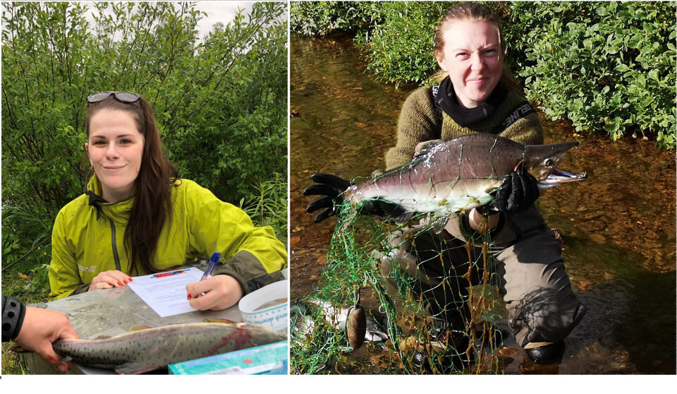 Til venstre er veterinær Maja Kruuse som tar ut prøver fra pukkellaks i Karpelv, Sør-Varanger. Foto Øystein Hansen. Bildet til høyre viser masterstudent Tora Paulsen som studerer sjøvekst hos pukkellaks. Her tar hun ut prøver fra Skallelv ved Varangerfjorden. Foto: Curt Johnson.