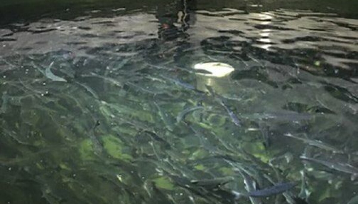 Fishbase Group AS lander storavtale med Letsea AS