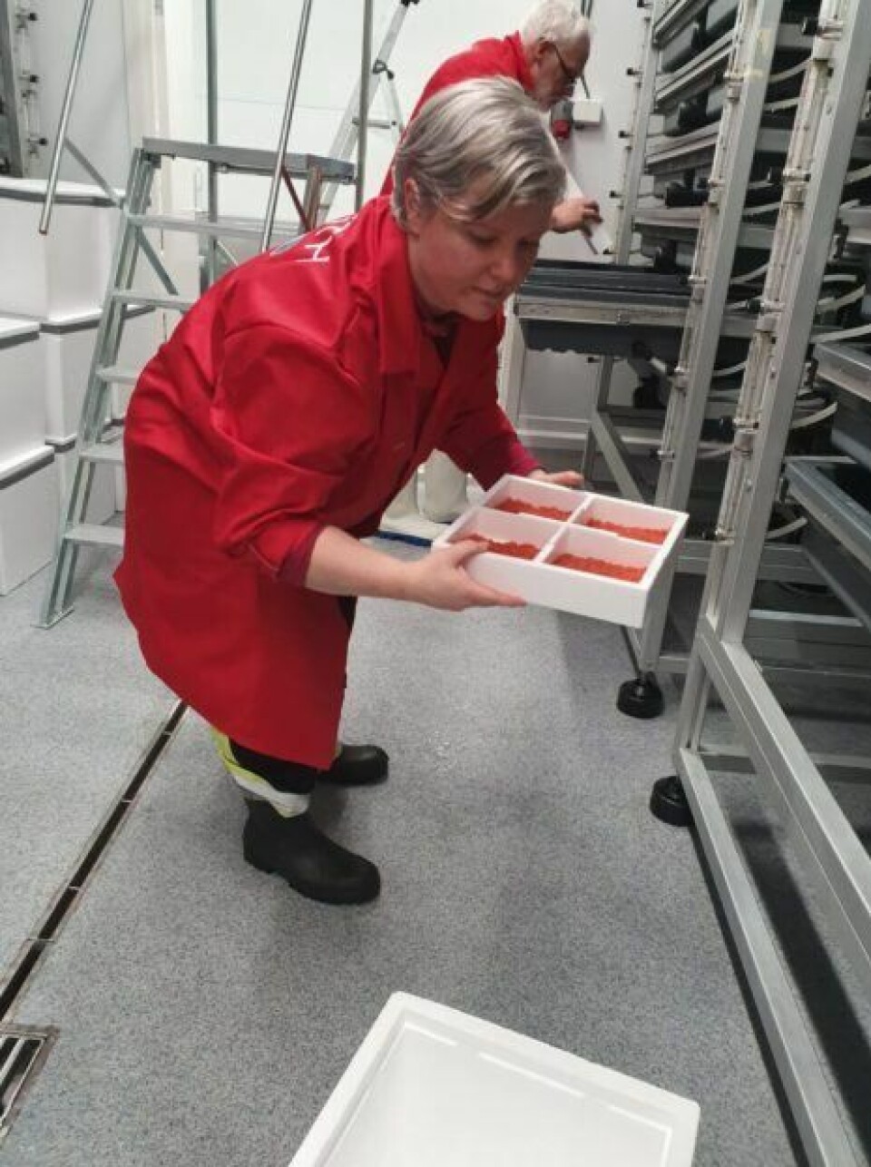 Ingvild Flesjå Grønfur og Helge Kjartansson ved Hofseth Aqua avd. Tafjord tar i mot regnbueørretrogna, 19. november 2019. Foto: AquaGen