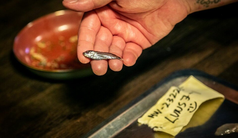 Mesterkokken Christopher Haatuft prøvde å lage restaurantmat av mesopelagisk fisk på Lysverket i Bergen i haust. No har jobben starta med å kartlegge dei mesopelagiske artane for framandstoff. Fotograf: Erlend A. Lorentzen / Havforskningsinstituttet.