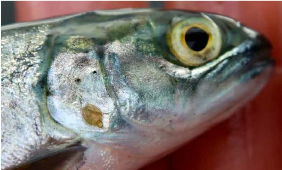 Smolt med lakselus. Foto: Espen Bierud/Havforskningsinstituttet