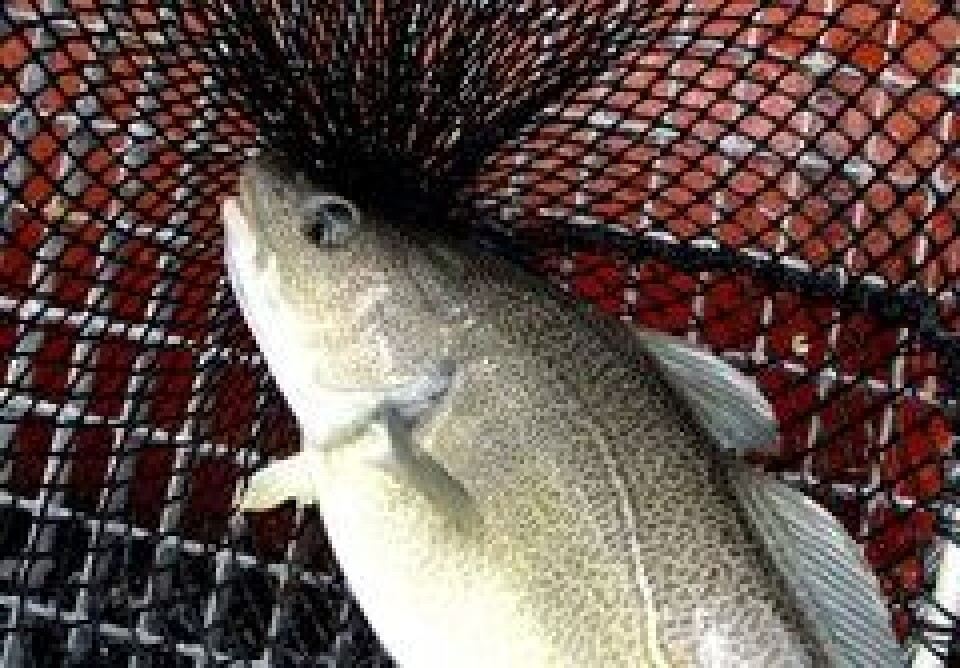 Oppdrettstorsk frå Gulen Marin Farm