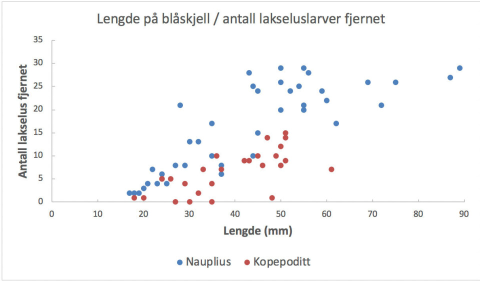 Figuren viser sammenhengen mellom lengden på blåskjellene og antall lakseluslarver hvert av dem fjernet. Dataene kom fra blåskjell som tilbrakte 30 minutter i 1 liter filtrert sjøvann tilsatt 30 lakseluslarver.