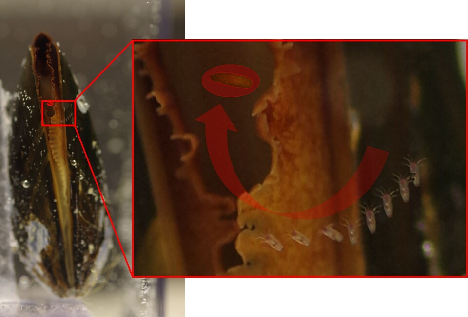 : Bildemontasjen (fra 9 bilder) viser et blåskjell som fanger en naupliuslarve. Denne naupliuslarven hoppet ikke unna, men ble sugd rett inn i blåskjellet (sist sett: markert med rød ring). Hele hendelsesforløpet tok i underkant av ett sekund. Det er 1/10 sekund mellom hvert bilde.