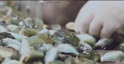 Lumarine øker   rognkjeks-produksjonen betydelig