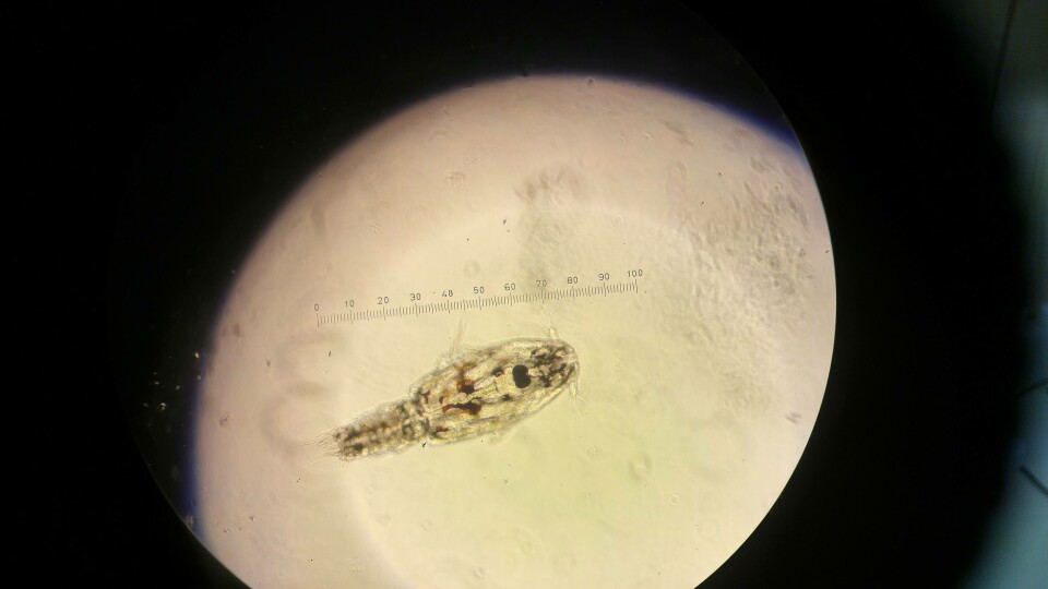 At noen enkeltlokaliteter er over lusegrensen i lengre tid, er uheldig for smittepresset i området rundt, forklarer Malkenes. Illustrasjonsfoto: Kjønnsmoden lakselus. Foto: Dr. Elvis Chikwati / Aquamedic