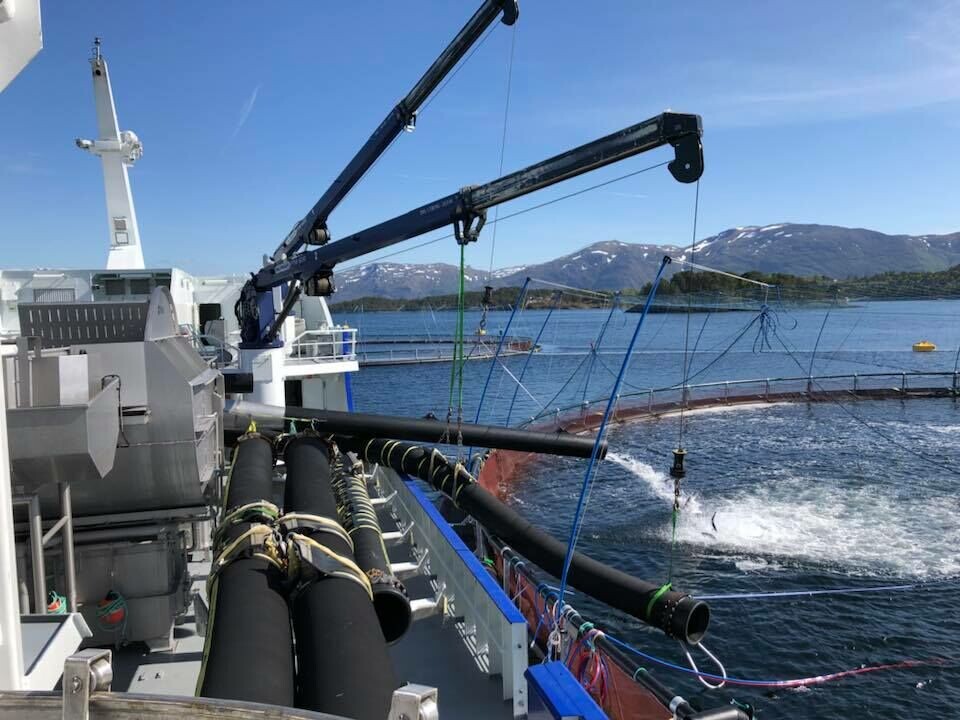 Fra minste sortering av laks. Her bli fisken pumpet over i en 160- metring, med en not som er 38 meter dyp. Foto: Elin Tveit Sveen. Fra minste sortering av laks. Her bli fisken pumpet over i en 160- metring, med en not som er 38 meter dyp. Foto: Elin Tveit Sveen.