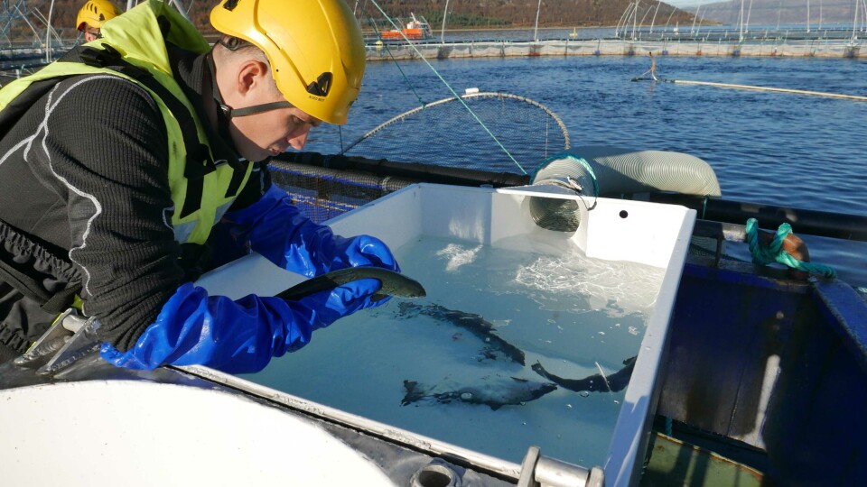 Fisken telles for lus før den skånsomt får våkne i friskt vann, før den deretter svømmer selv ut i merden. Foto: Åkerblå