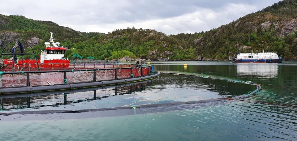 Det kreves endel musklar for å dra på plass luseskjørtet hos Flokenes Fiskefarm og fartøyet 'Førdefjord' ordna det utan problem. Foto: Flokenes Fiskefarm.
