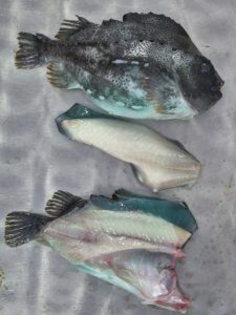 Rognkjeks – hel og filetert. Foto: Audun Iversen © Nofima.